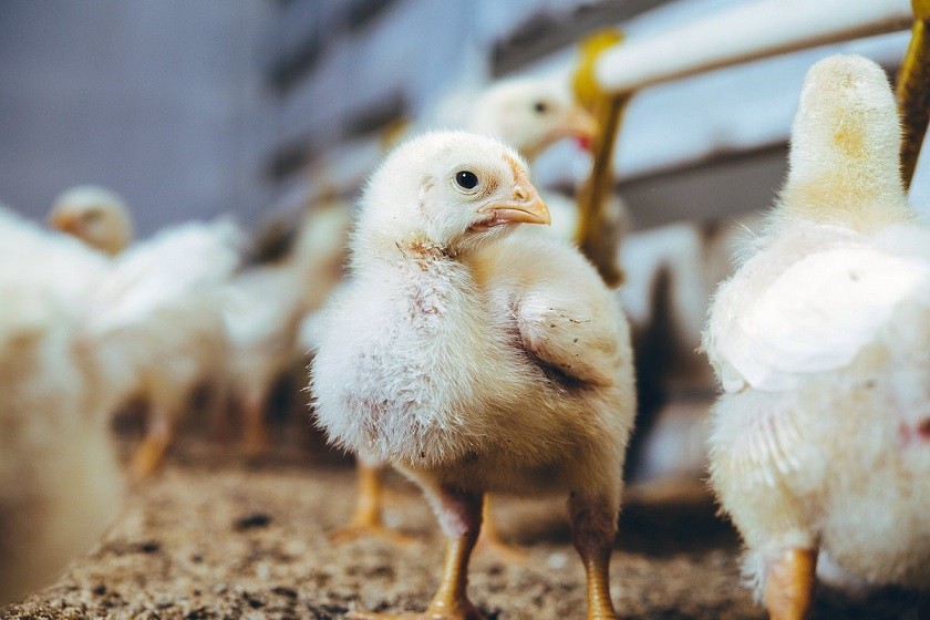 Breeds of broilers: description, selection, selection of the best for breeding at home