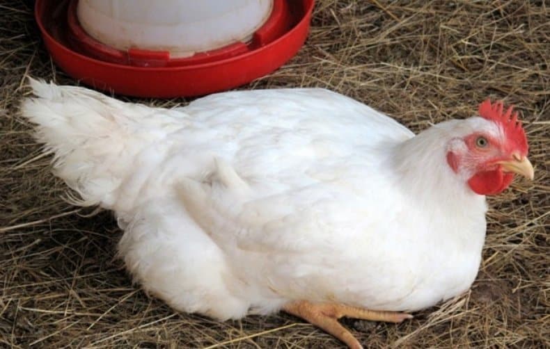 Breeds of broilers: description, selection, selection of the best for breeding at home