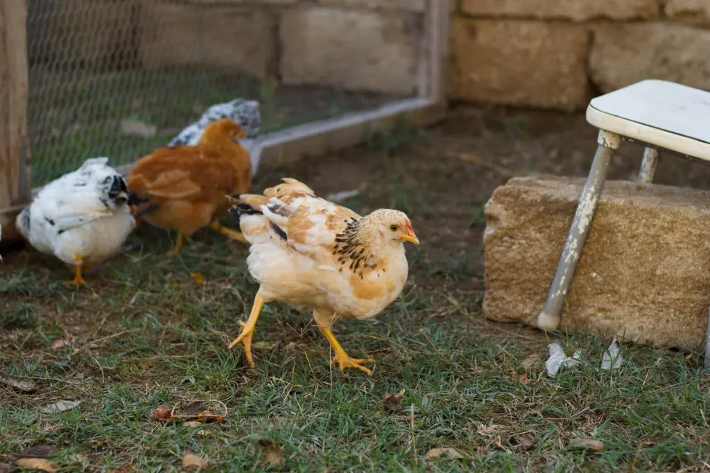 Breeds of broilers: description, selection, selection of the best for breeding at home