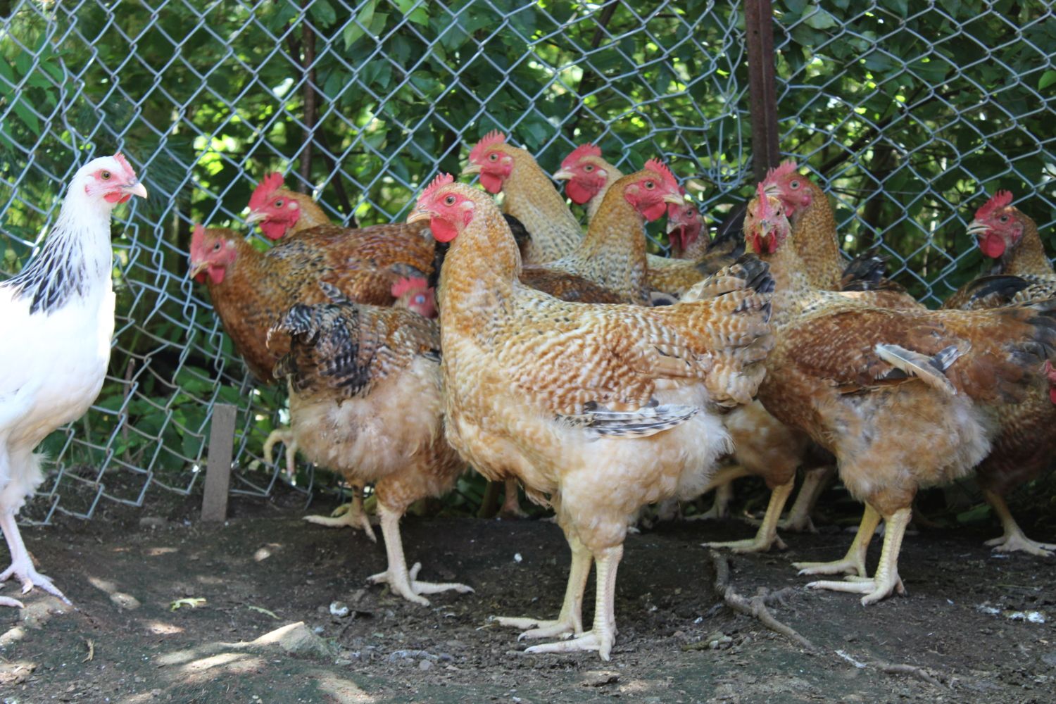 Breeds of broilers: description, selection, selection of the best for breeding at home