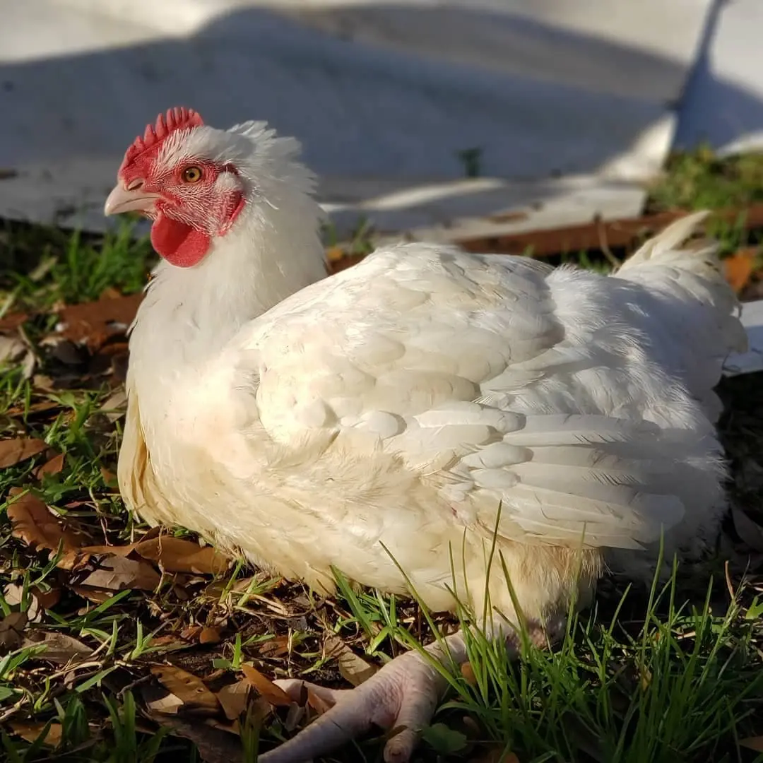 Breeds of broilers: description, selection, selection of the best for breeding at home