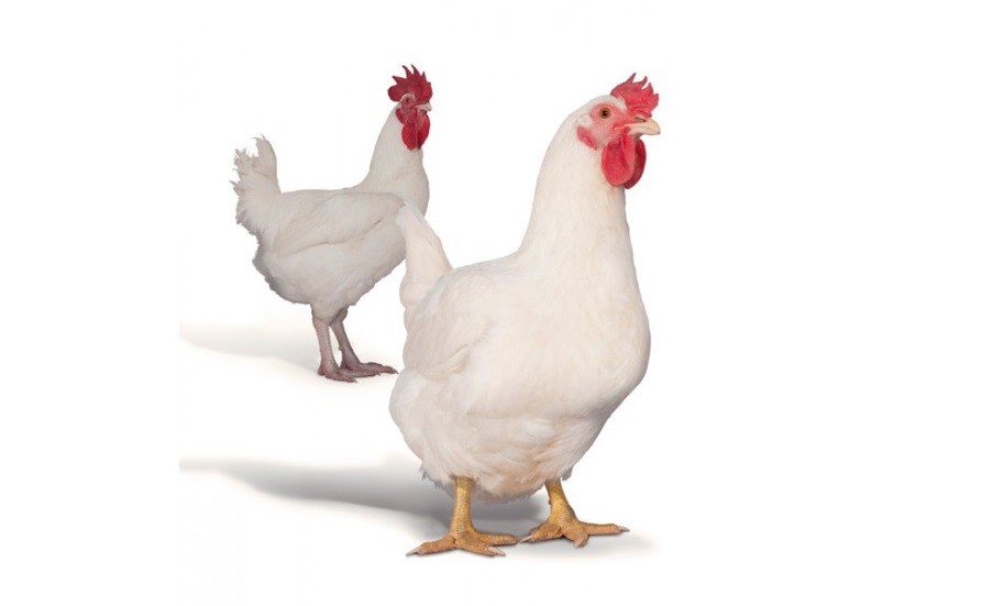 Breeds of broilers: description, selection, selection of the best for breeding at home