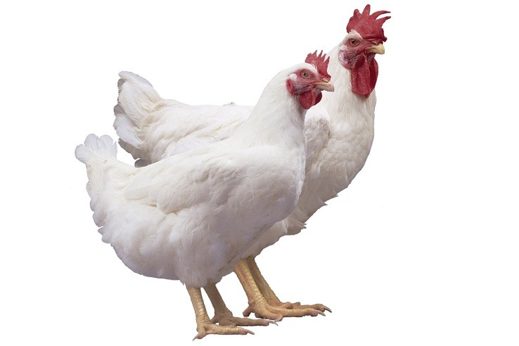 Breeds of broilers: description, selection, selection of the best for breeding at home