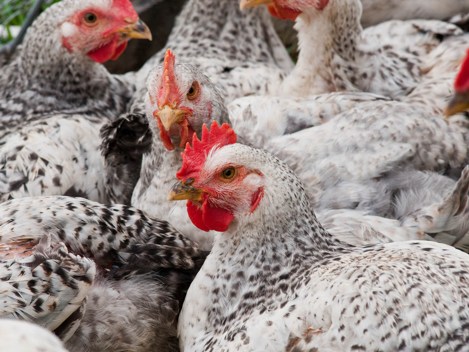 Breeds of broilers: description, selection, selection of the best for breeding at home