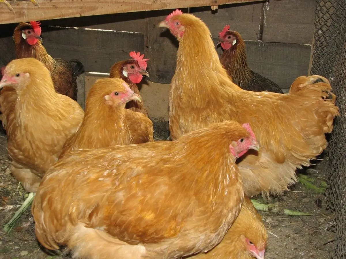 Breeds of broilers: description, selection, selection of the best for breeding at home