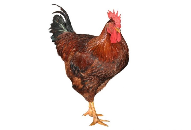 Breeds of broilers: description, selection, selection of the best for breeding at home