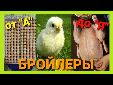 Breeds of broilers: description, selection, selection of the best for breeding at home