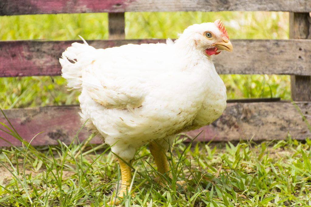 Breeds of broilers: description, selection, selection of the best for breeding at home