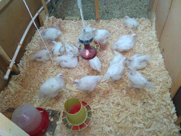 Breeds of broilers: description, selection, selection of the best for breeding at home