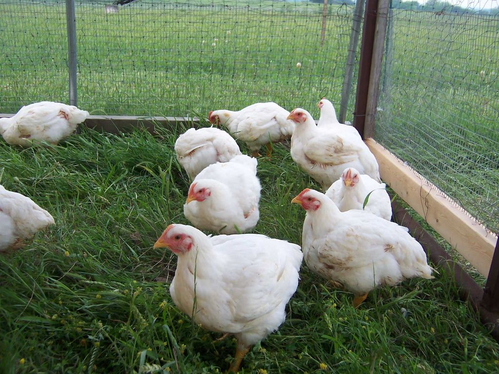 Breeds of broilers: description, selection, selection of the best for breeding at home