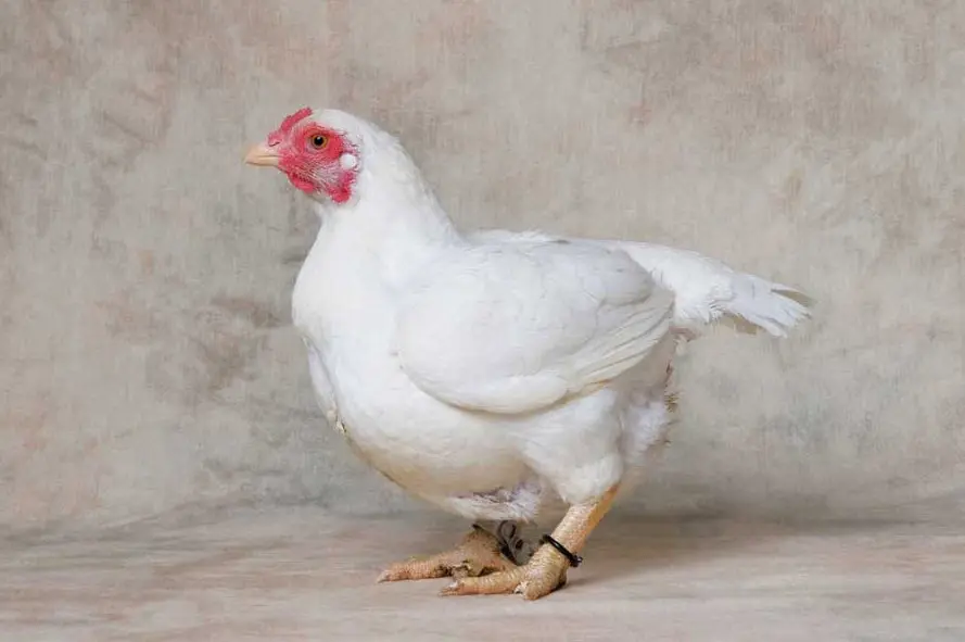 Breeds of broilers: description, selection, selection of the best for breeding at home