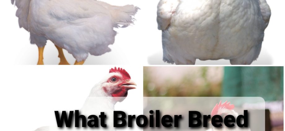 Breeds of broilers: description, selection, selection of the best for breeding at home