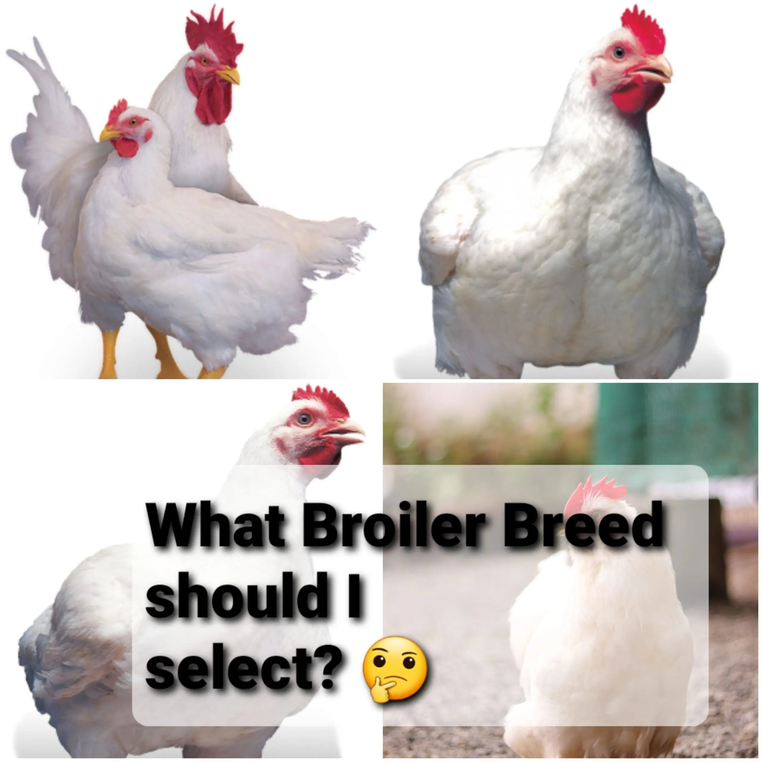 Breeds of broilers: description, selection, selection of the best for breeding at home