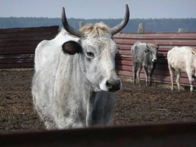 Breeds of dairy cows in Our Country: characteristics, how to choose