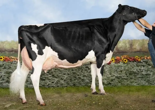 Breeds of dairy cows in Our Country: characteristics, how to choose