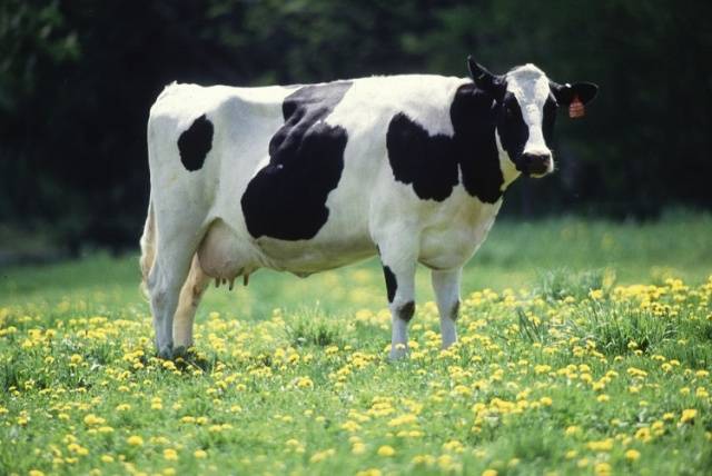 Breeds of dairy cows in Our Country: characteristics, how to choose