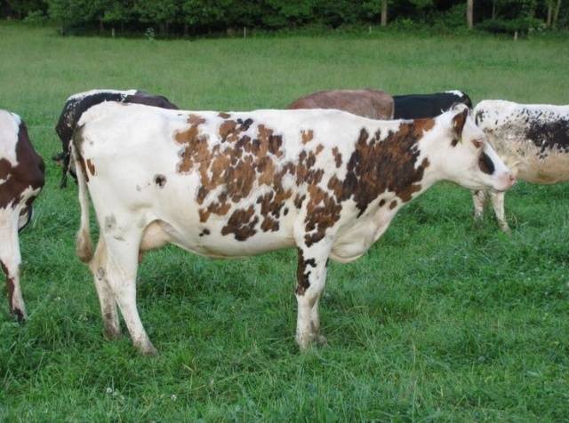 Breeds of dairy cows in Our Country: characteristics, how to choose