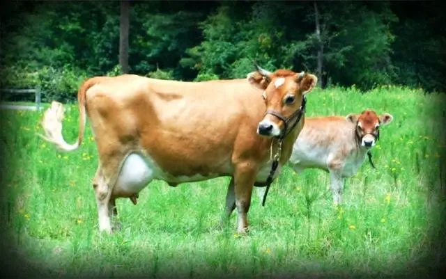 Breeds of dairy cows in Our Country: characteristics, how to choose