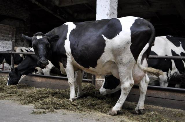 Breeds of dairy cows in Our Country: characteristics, how to choose