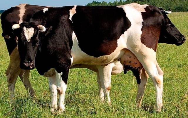 Breeds of dairy cows in Our Country: characteristics, how to choose