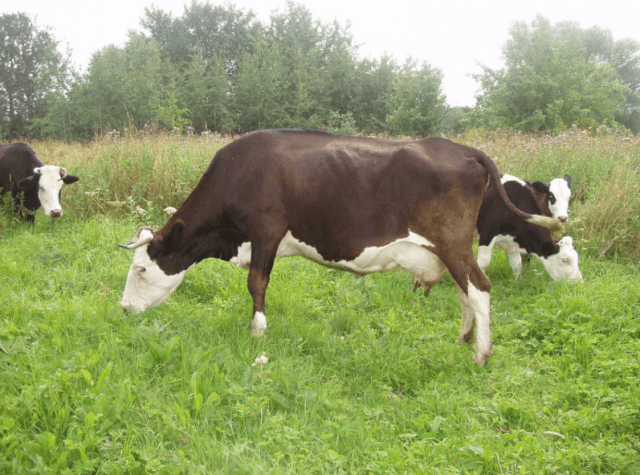 Breeds of dairy cows in Our Country: characteristics, how to choose