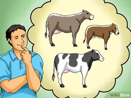 Breeds of dairy cows in Our Country: characteristics, how to choose