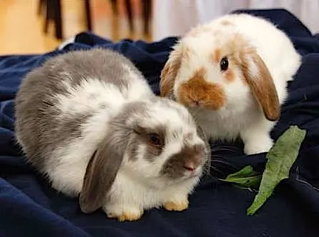 Breeds of decorative rabbits with photos and names