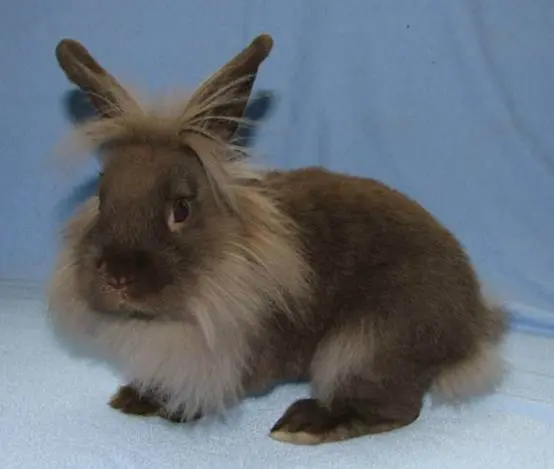 Breeds of decorative rabbits with photos and names