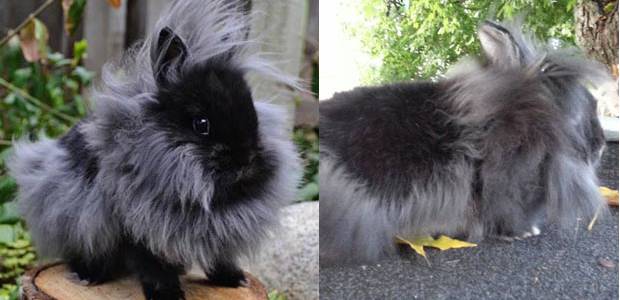 Breeds of decorative rabbits with photos and names