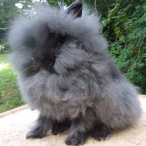 Breeds of decorative rabbits with photos and names