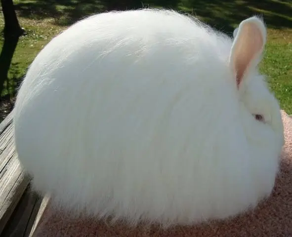 Breeds of decorative rabbits with photos and names