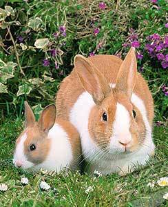 Breeds of decorative rabbits with photos and names