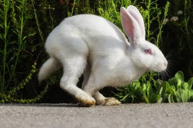 Breeds of decorative rabbits with photos and names