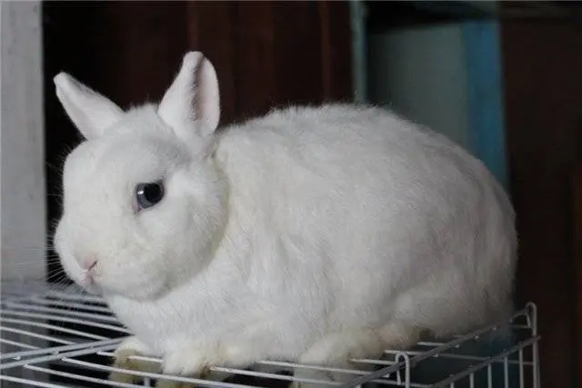 Breeds of decorative rabbits with photos and names