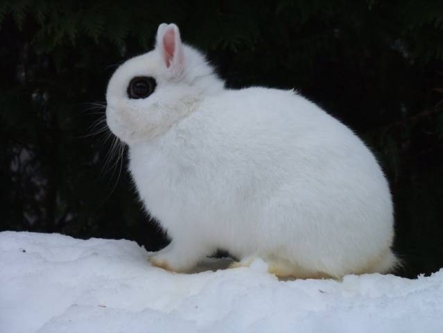 Breeds of decorative rabbits with photos and names