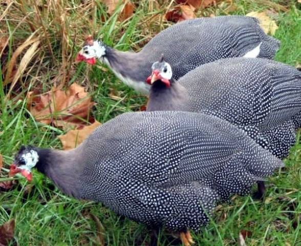 Breeds of guinea fowls with photos and descriptions