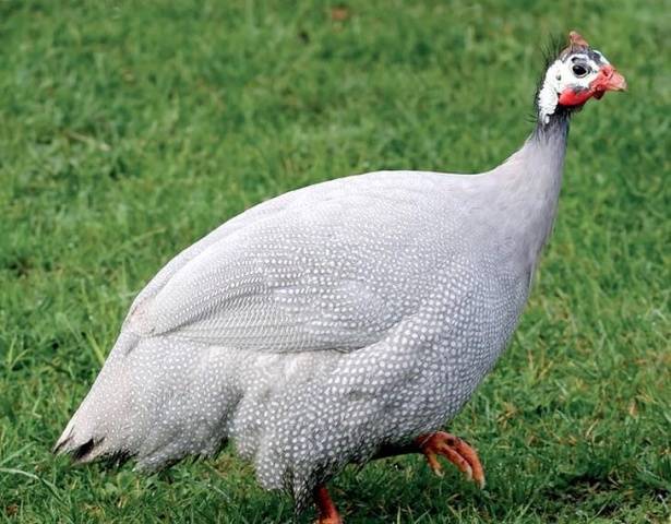 Breeds of guinea fowls with photos and descriptions