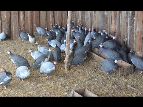 Breeds of guinea fowls with photos and descriptions