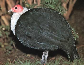 Breeds of guinea fowls with photos and descriptions