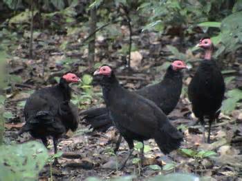 Breeds of guinea fowls with photos and descriptions