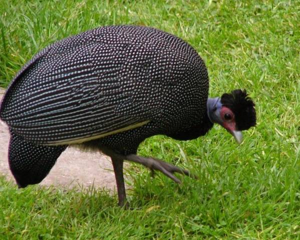 Breeds of guinea fowls with photos and descriptions