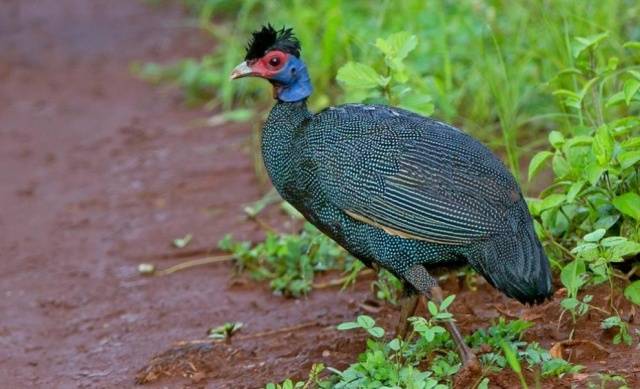 Breeds of guinea fowls with photos and descriptions