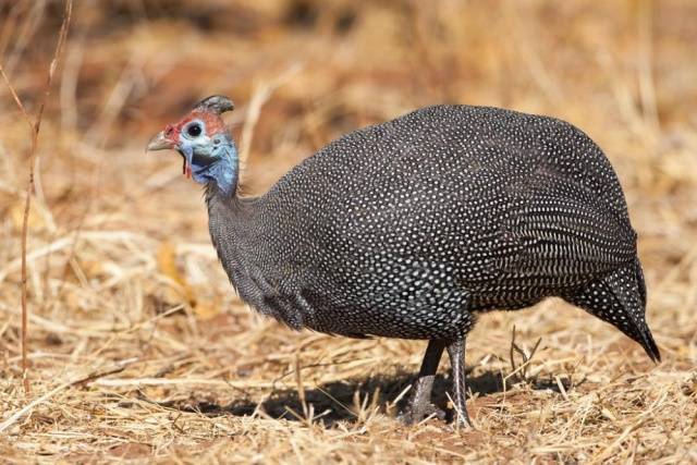 Breeds of guinea fowls with photos and descriptions