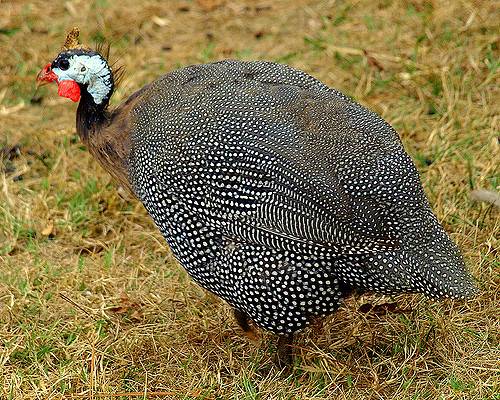 Breeds of guinea fowls with photos and descriptions