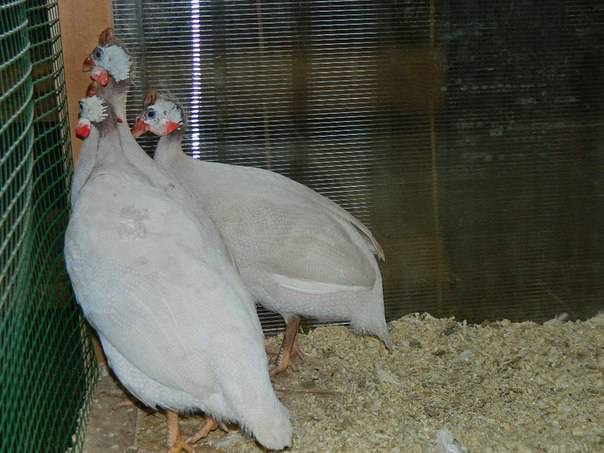 Breeds of guinea fowls with photos and descriptions