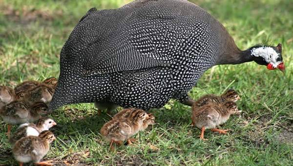 Breeds of guinea fowls with photos and descriptions