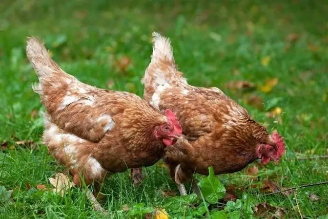 Breeds of laying hens with photos and names 