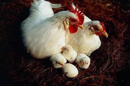 Breeds of laying hens with photos and names 