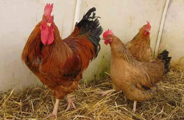 Breeds of laying hens with photos and names 