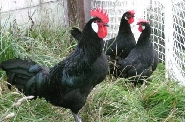 Breeds of laying hens with photos and names 